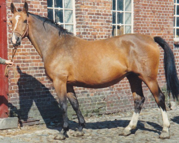 broodmare Karla (Holsteiner, 1973, from Cor de la Bryère)