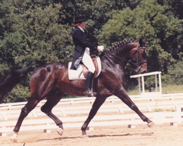 Deckhengst Ladamo (Holsteiner, 1984, von Ladalco)
