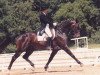 stallion Ladamo (Holsteiner, 1984, from Ladalco)