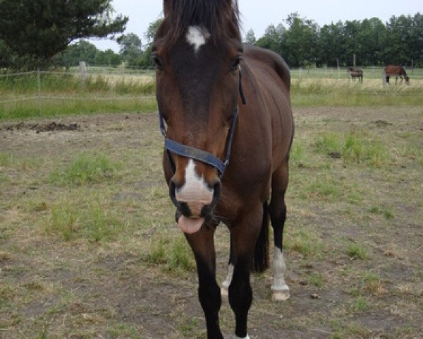 Pferd Eddi 24 (Deutsches Reitpferd, 1993, von Exellent)