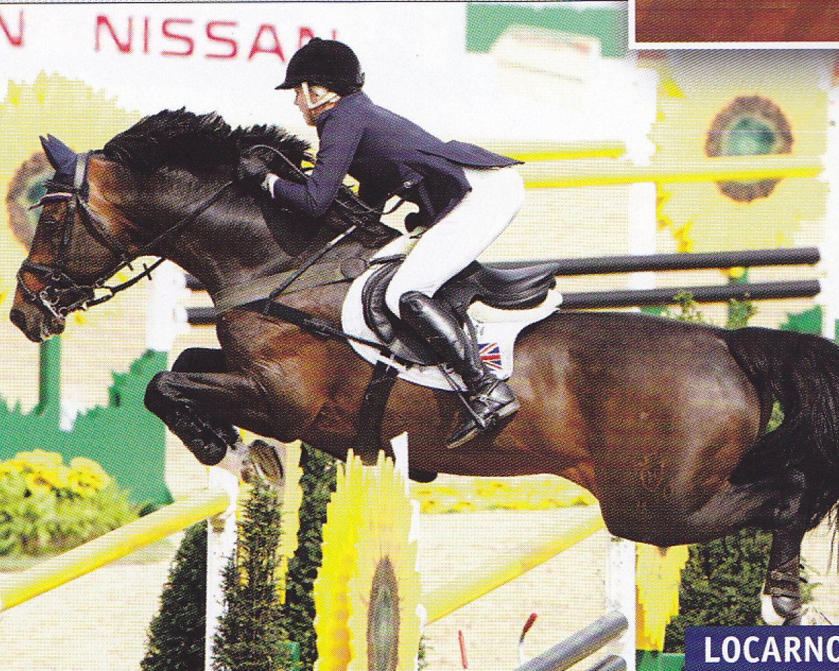 stallion Locarno 62 (Holsteiner, 1996, from Lord Calidos)