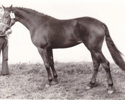 Zuchtstute Judith (Holsteiner, 1972, von Cor de la Bryère)