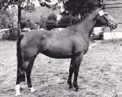 broodmare Logik (Holsteiner, 1974, from Fokos)