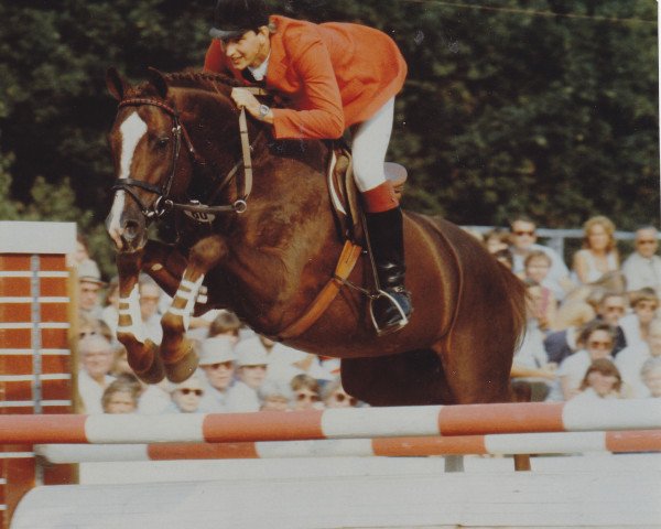 stallion Cortino I (Holsteiner, 1976, from Cor de la Bryère)