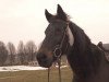 broodmare Konstanze (Württemberger, 1987, from Korporal)