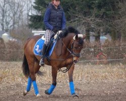 broodmare Blümchen (German Riding Pony, 2004, from Brinkum's Helmut)