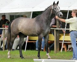 broodmare Carafina (Hanoverian, 2010, from VDL Cardento 933)