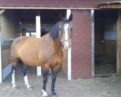 Pferd Florentine (Schweres Warmblut, 1993, von Lord I 1446)