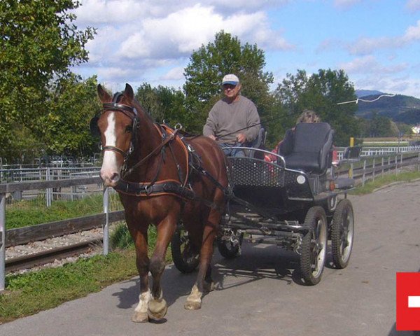 Pferd Hano (Freiberger, 2011, von Hall CH)