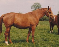 Zuchtstute Adria (Holsteiner, 1964, von Heilbutt)