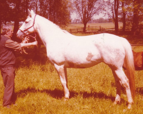 broodmare Hilda (Holsteiner, 1971, from Tin Rod xx)