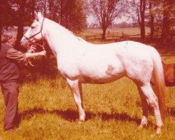 broodmare Hilda (Holsteiner, 1971, from Tin Rod xx)