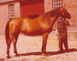 broodmare Babara (Holsteiner, 1965, from Hanselmann)