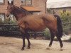 horse Lublin (Holsteiner, 1974, from Farnese)