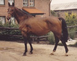 broodmare Lublin (Holsteiner, 1974, from Farnese 3804)