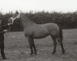 broodmare Narbonne (Holsteiner, 1936, from Firlefanz)