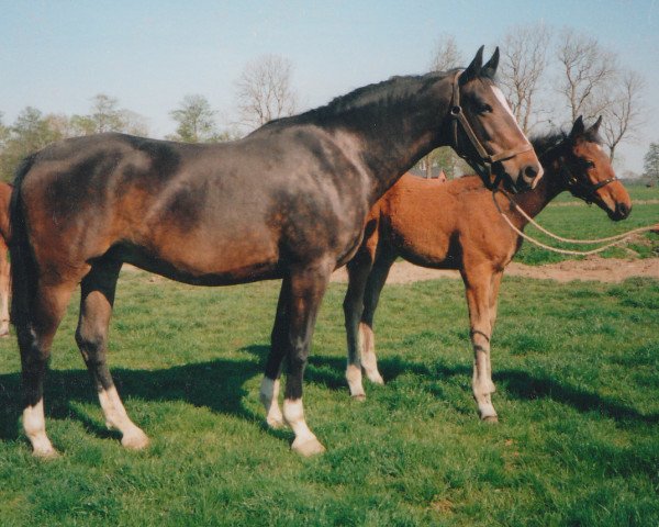 broodmare Zilia (Holsteiner, 1985, from Liostro)