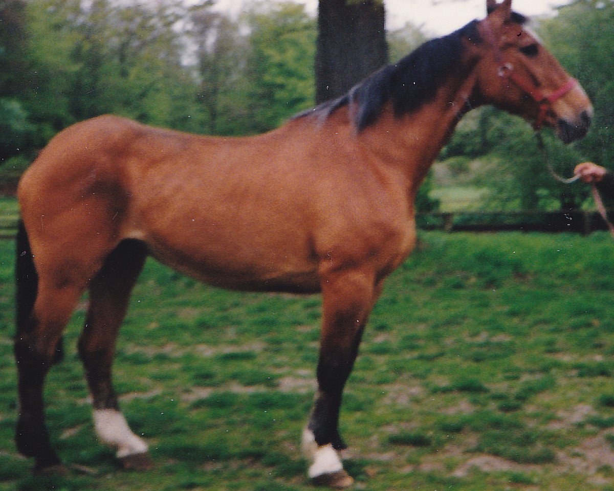 Zuchtstute Asaka (Holsteiner, 1964, von Herwin)