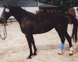 broodmare Dolce Vita (Holsteiner, 1989, from Constant)