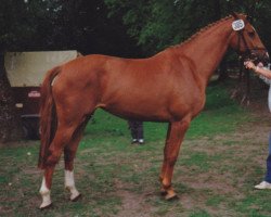 broodmare Aktionaerin (Holsteiner, 1986, from Fier de Lui Z)