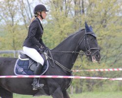 Springpferd Velvet van Asborne (Belgisches Warmblut, 1998, von Darco)