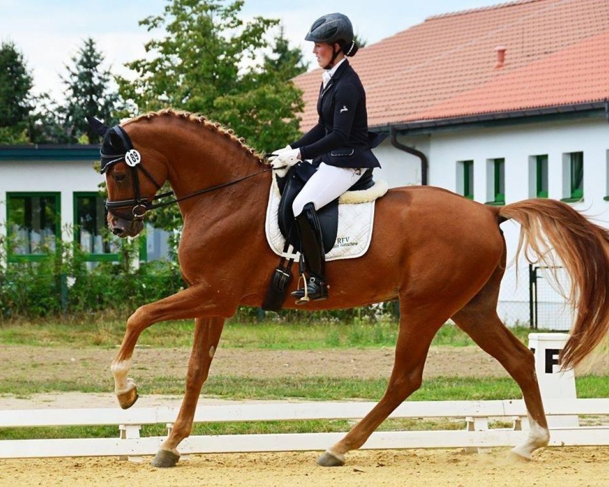 stallion Do It 31 (Mecklenburg, 2009, from Dramatiker)