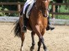 dressage horse Anastacia 10 (Hanoverian, 2003, from Alabaster)