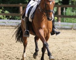 dressage horse Anastacia 10 (Hanoverian, 2003, from Alabaster)