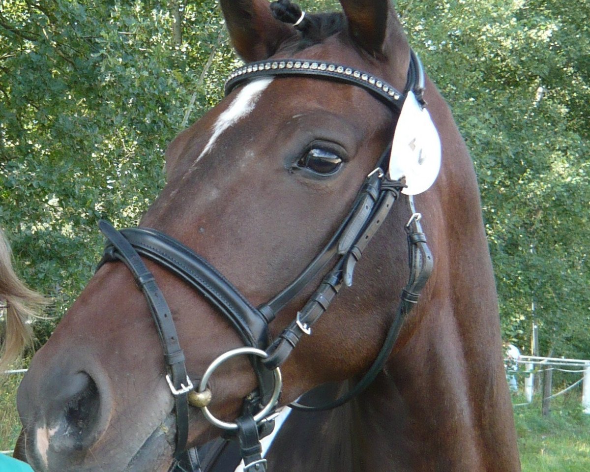 dressage horse Mythos (Hanoverian, 2004, from Buenteeichen Maringo)
