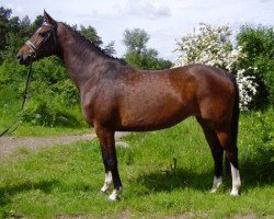 broodmare Nobless IX (Holsteiner, 1998, from Contender)