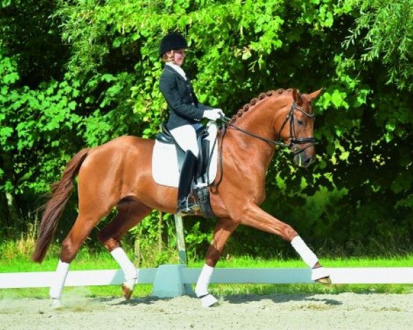 dressage horse Del Rey 2 (Hanoverian, 2011, from Desperados FRH)
