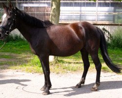 broodmare Ringesheim`s Shakira (New Forest Pony, 2005, from De Mensinghe's Rinaldo)