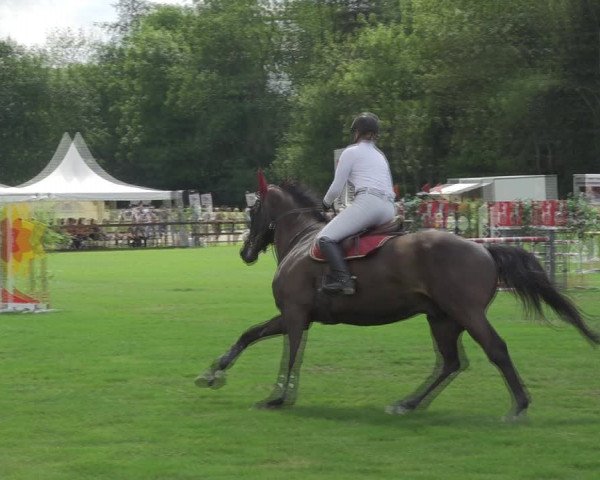 Reitturnier Kappelen-Lyss 2020