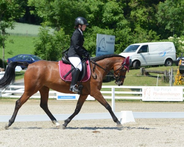 dressage horse Pigalle IV (German Riding Pony, 2008, from Keerlke)
