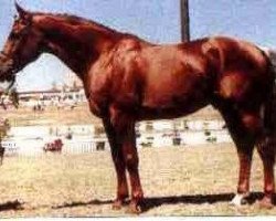 stallion Winterstar (Hanoverian, 1984, from Wittenberg)