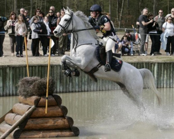 horse Looping de Buissy AA (Anglo-Arabs, 1999, from Quercus du Maury AA)