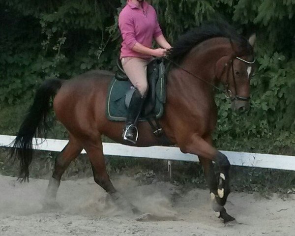 dressage horse Carpe Diem 71 (Oldenburg, 2010, from Caprimond)