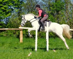 broodmare Little Bahia (German Riding Pony, 2002, from Saturn)