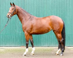 broodmare Baroness 371 (German Warmblood, 2011, from Bretton Woods)