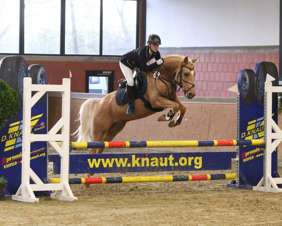 Springpferd Grany Smith 2 (Deutsches Reitpony, 2010)