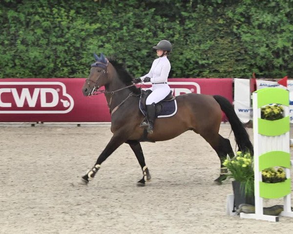 Reitturnier Worms-Pfeddersheim / Reitsportanlage Wittemer 2020