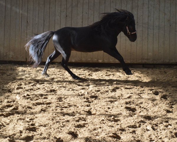 Pferd Brillant 76 (Deutsches Classic Pony, 2011, von Bajan von Clus)