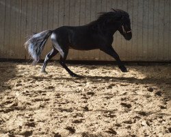 Pferd Brillant 76 (Deutsches Classic Pony, 2011, von Bajan von Clus)