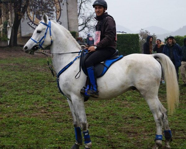 Pferd Heronimo (Araber, 2009, von MS EL TAMANO ox)