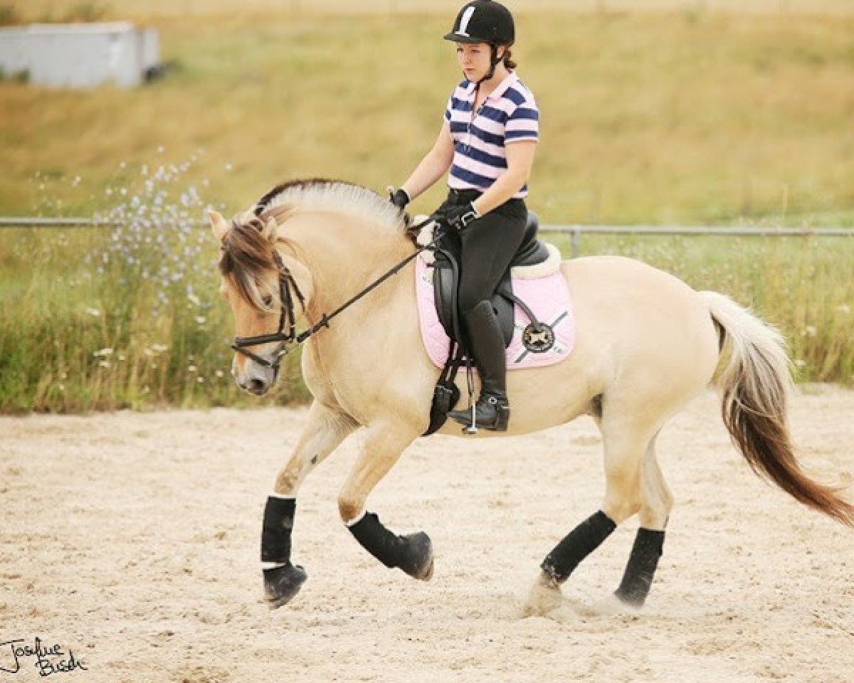 broodmare Lale (Fjord Horse, 2000, from Kvest Halsnæs)
