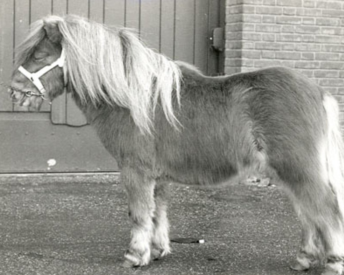 stallion Award van de Vogelvreugd (Shetland pony (under 87 cm), 1986, from Vorden Buddleia)