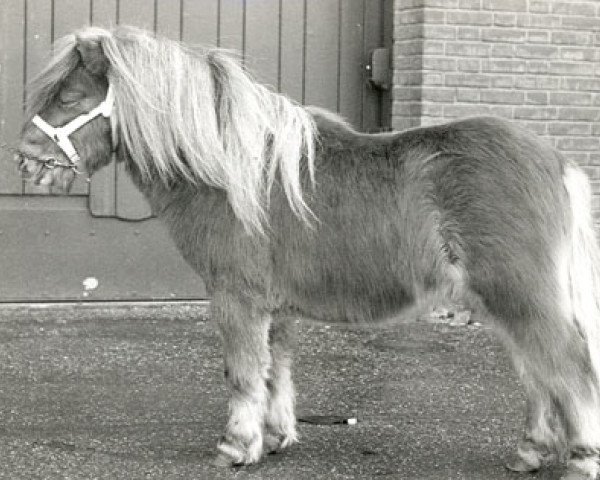 stallion Award van de Vogelvreugd (Shetland pony (under 87 cm), 1986, from Vorden Buddleia)