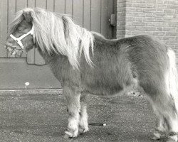 stallion Award van de Vogelvreugd (Shetland pony (under 87 cm), 1986, from Vorden Buddleia)