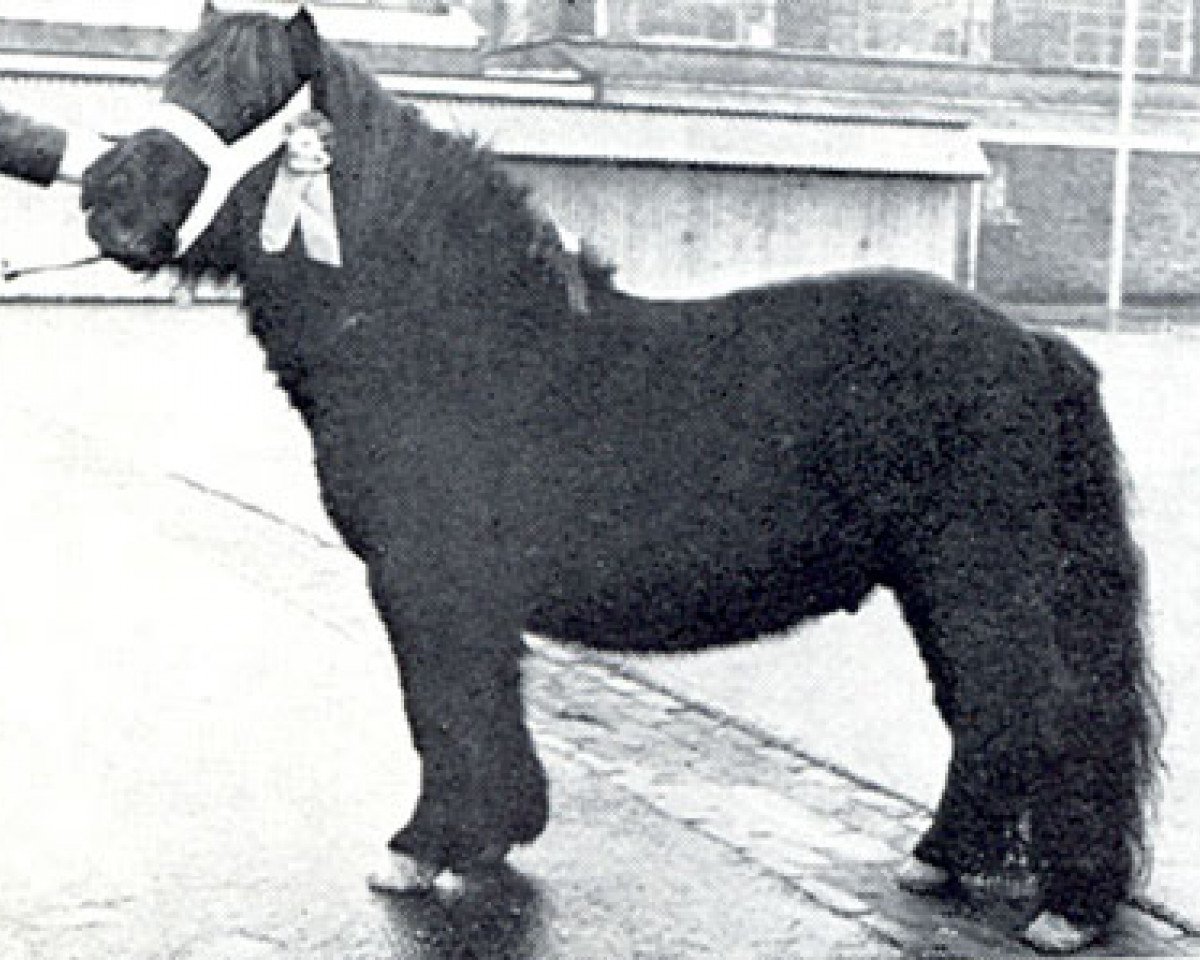 stallion Baron Ubris van de Lingekant (Shetland Pony, 1966, from Ubris v. Offem)