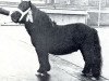 stallion Baron Ubris van de Lingekant (Shetland Pony, 1966, from Ubris v. Offem)